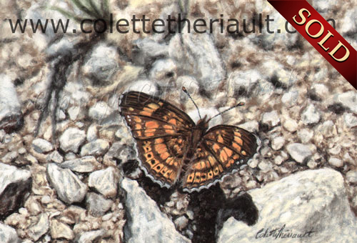 checkerspot butterfly painting pastel 