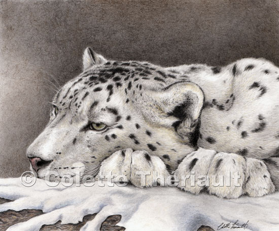 Snow Leopard Drawing