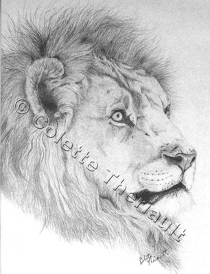 African Lion Drawing-Portait