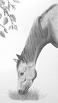 Original Pencil Drawings &  Paintings Horse Pet Portraits Artist