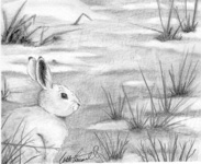 Snowshoe Varying Hare Pencil Wildlife Drawing