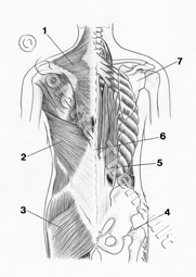 human anatomy illustrations