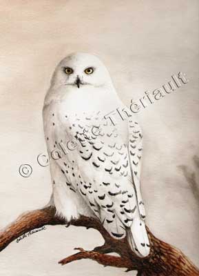 Snowy Owl Bird Wildlife Painting