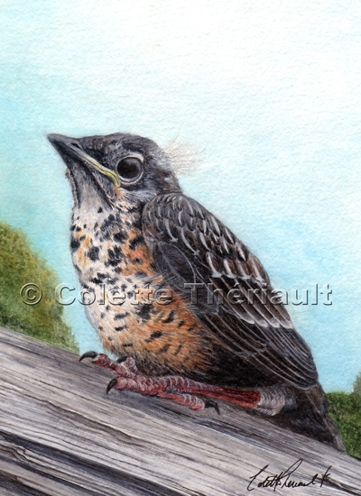 American Robin Wildlife Painting