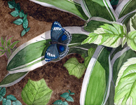 Animal Paintings