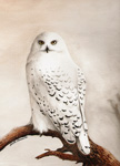 Birds of Prey Paintings and Artwork