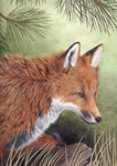 Original Detailed Animal Art Paintings