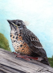 North American Robin Painting Wildlife