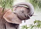 Nature Portraits & Paintings Artist
