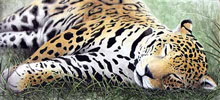 Animal Artist Painting & Drawing Portraits