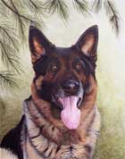 Pet Portrait paintings