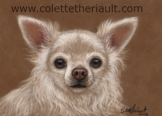 Long haired chihuahua portrait