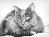 Feline Cat Pet Portraits