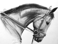 Equine Horse Pet Portaits
