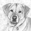 yellow labrador drawing portrait