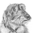 dog portrait of wire haired daschund