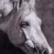 painting portrait of arabian horse 