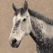 Thoroughbred Percheron Horse Portrait