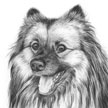 pet portrait of keeshond drawing in pencil