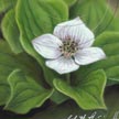 Painting of Canada Bunchberry Flower 