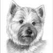 Cairn Terrier pet portrait