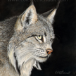 Canadian lynx painting