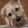 Wire Haired Jack Russell Terrier Portrait