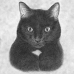 feline portrait artist