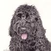 dog portrait labradoodle drawing