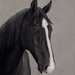 Tennessee Walker Horse Portrait