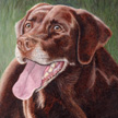 dog portrait of chocolate labrador