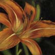 orange daylily painting