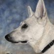Painting of White Shepherd dog