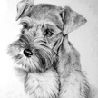 Schnauzer Puppy Pet Portrait