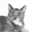 DSH cat pet portrait