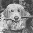 drawing of swimming golden retriever