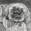 Pet Portrait of Shih Tzu dog