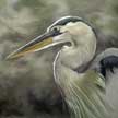 great blue heron pastel painting by Colette Theriault