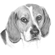 pencil drawing of beagle dog