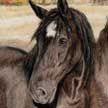 horse portrait of percheron