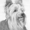 Yorkshire Terrier Pet Portrait