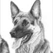 GSD portraits in pencil