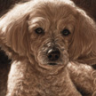Maltese Poodle mix portrait