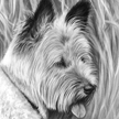 Skye Terrier Portrait