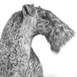dog portrait of kerry blue terrier