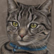 tabby cat portrait pastel painting