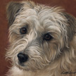 Jack Russell Terrier (rough) Portrait