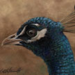 painting of indian blue peacock head