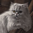 Persian Cat portrait