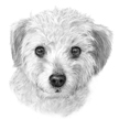 pet portrait of poodle mix